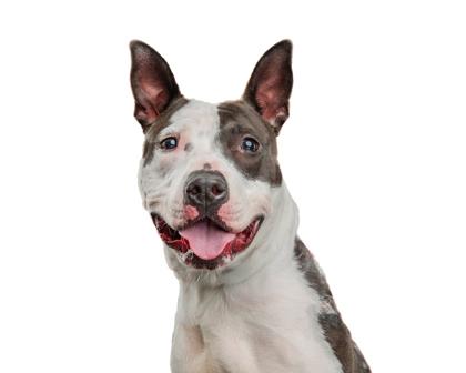 Rose — thumbnail 2