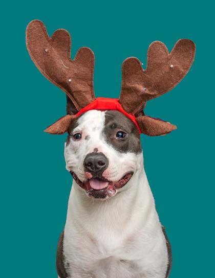 Rose — thumbnail 3