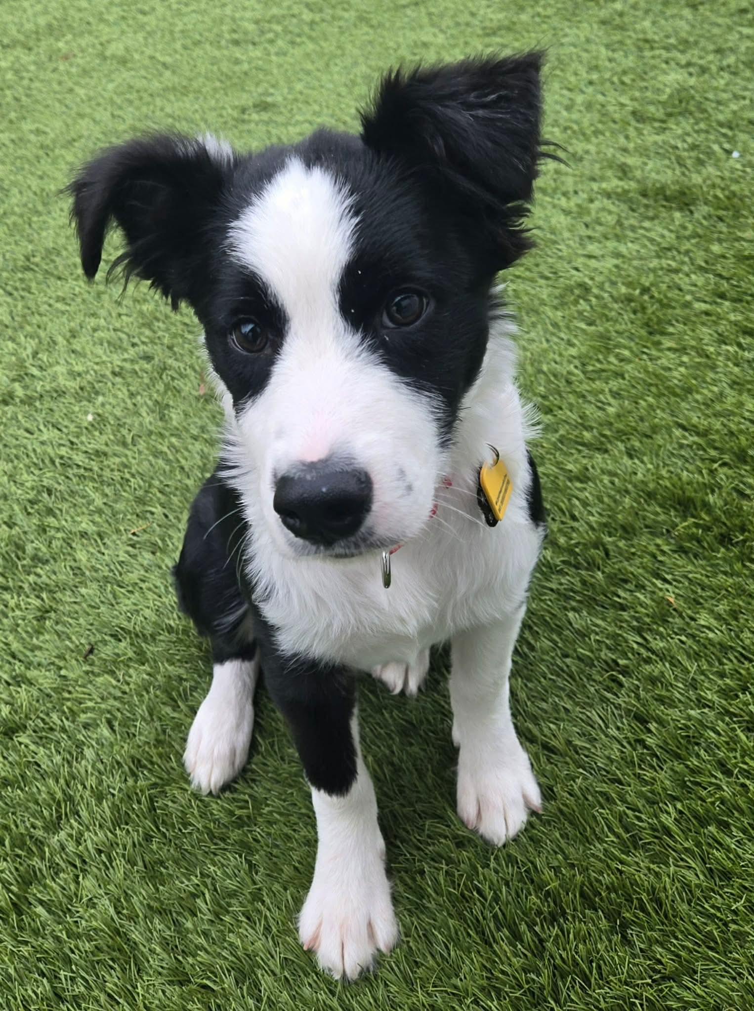 Puddle, a ADOPTABLE mixed breed in Beavercreek, OR image 1/6