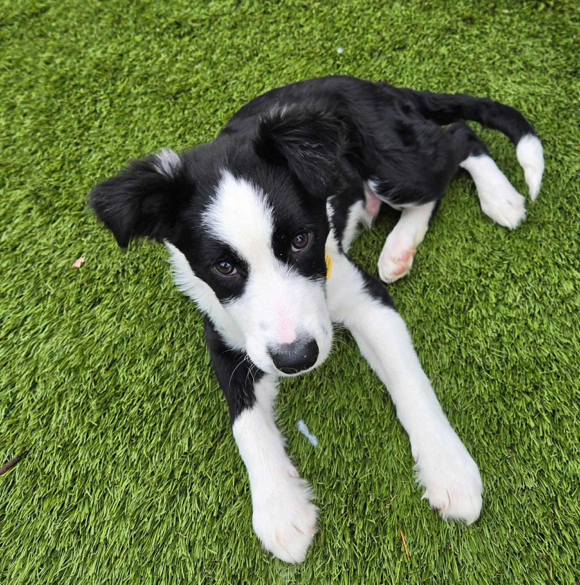 Puddle, a ADOPTABLE mixed breed in Beavercreek, OR image 2/6