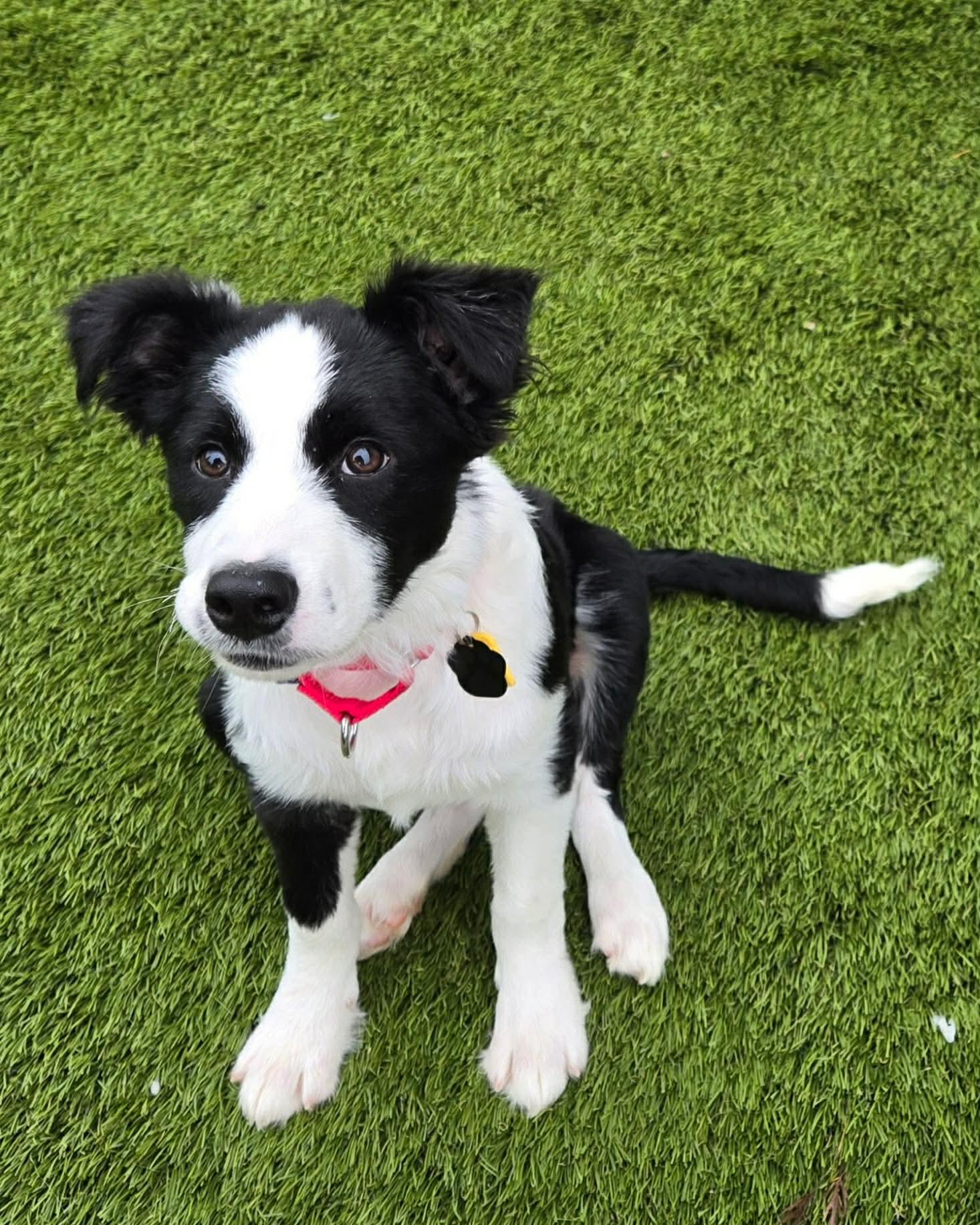 Puddle, a ADOPTABLE mixed breed in Beavercreek, OR image 3/6