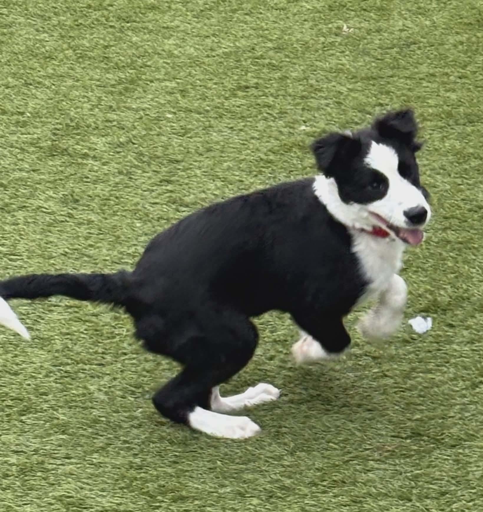 Puddle, a ADOPTABLE mixed breed in Beavercreek, OR image 4/6