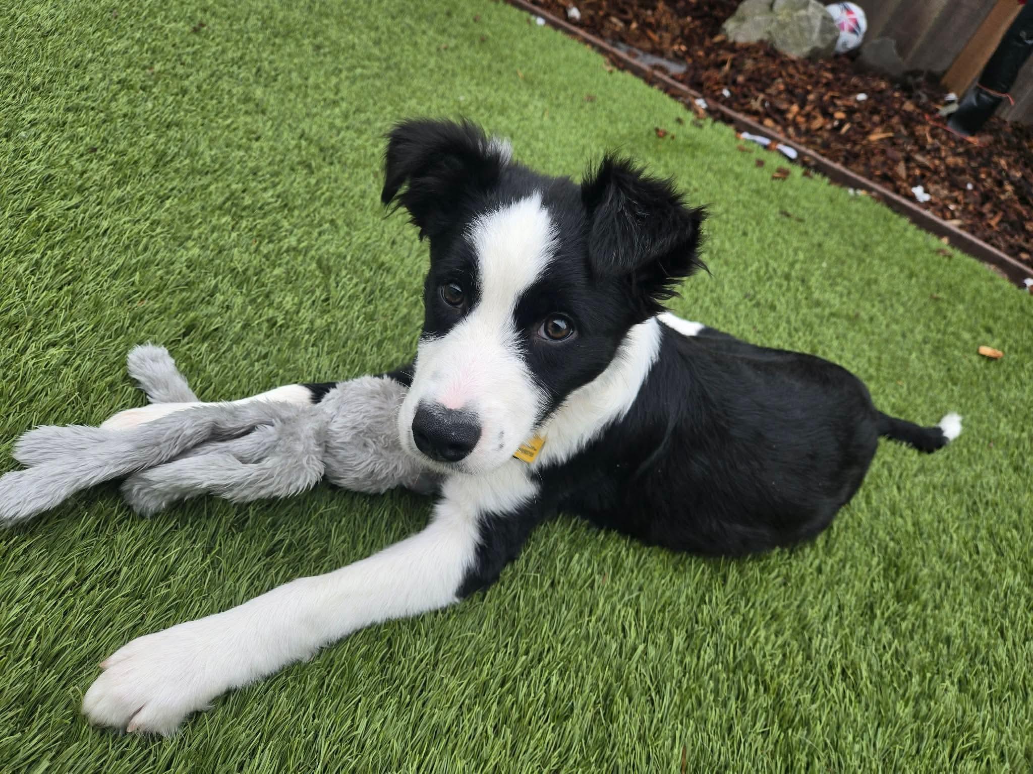 Puddle, a ADOPTABLE mixed breed in Beavercreek, OR image 5/6