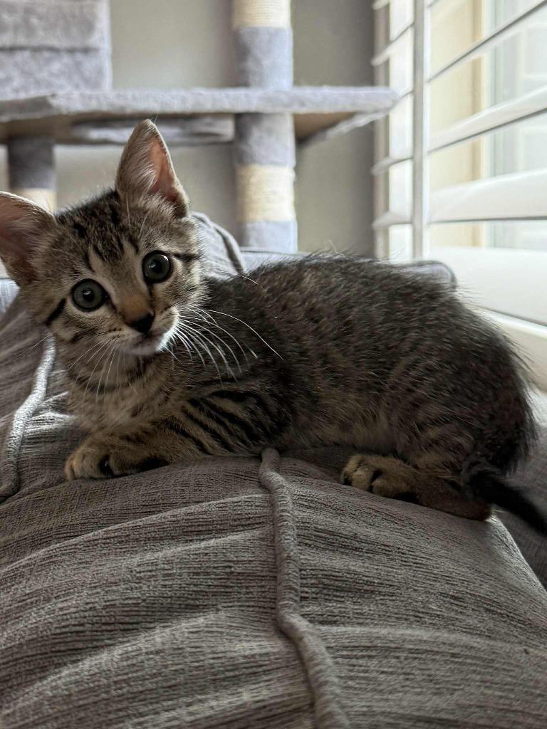 Spicy, a Adoptable mixed breed in Spring, TX image 1/2