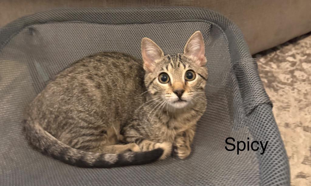 Spicy, a Adoptable mixed breed in Spring, TX image 2/2