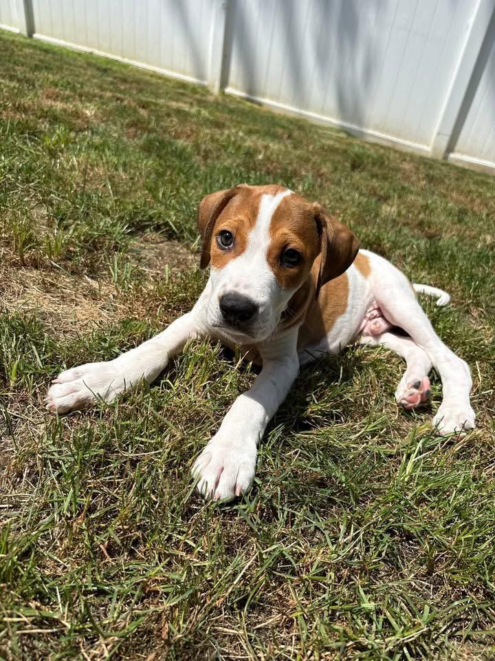 Diesel, Young Male unknown