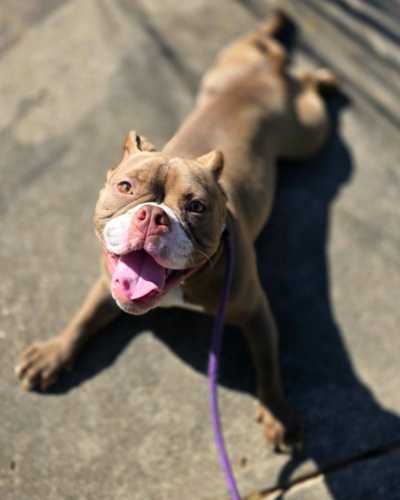 Enlarge Leprechonk, a Adoptable mixed breed in Wayne, NJ image 1/3