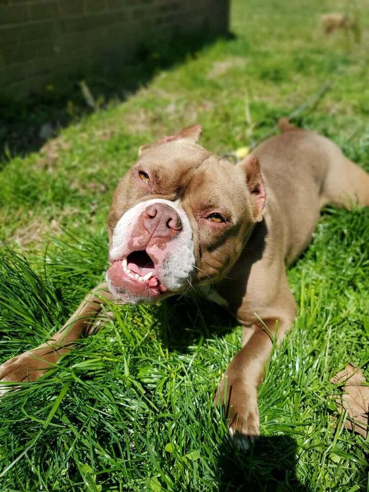 Leprechonk, Adoptable, Adult Female Mixed Breed.