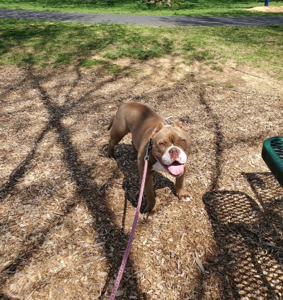 Enlarge Leprechonk, a Adoptable mixed breed in Wayne, NJ image 2/2