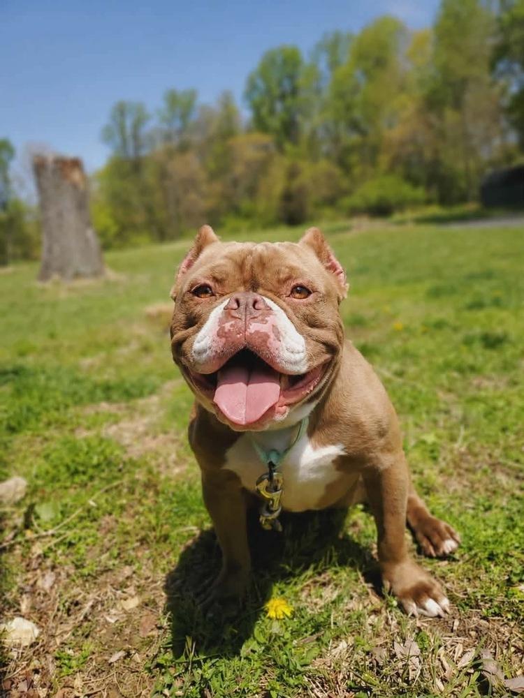Enlarge Leprechonk, a Adoptable mixed breed in Wayne, NJ image 2/3