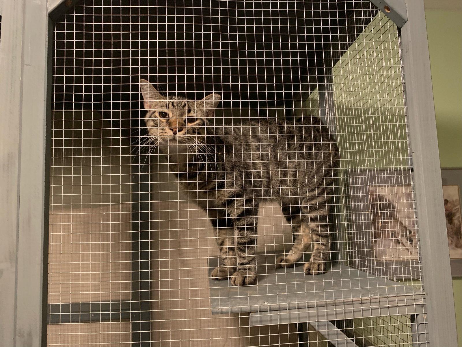 Enlarge Bill, a Adoptable Domestic Short Hair in St. Ann, MO image 1/2