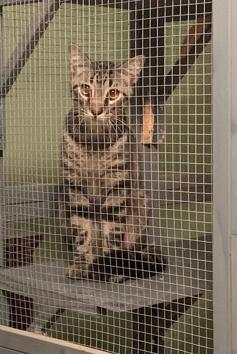 Enlarge Bill, a Adoptable Domestic Short Hair in St. Ann, MO image 2/2