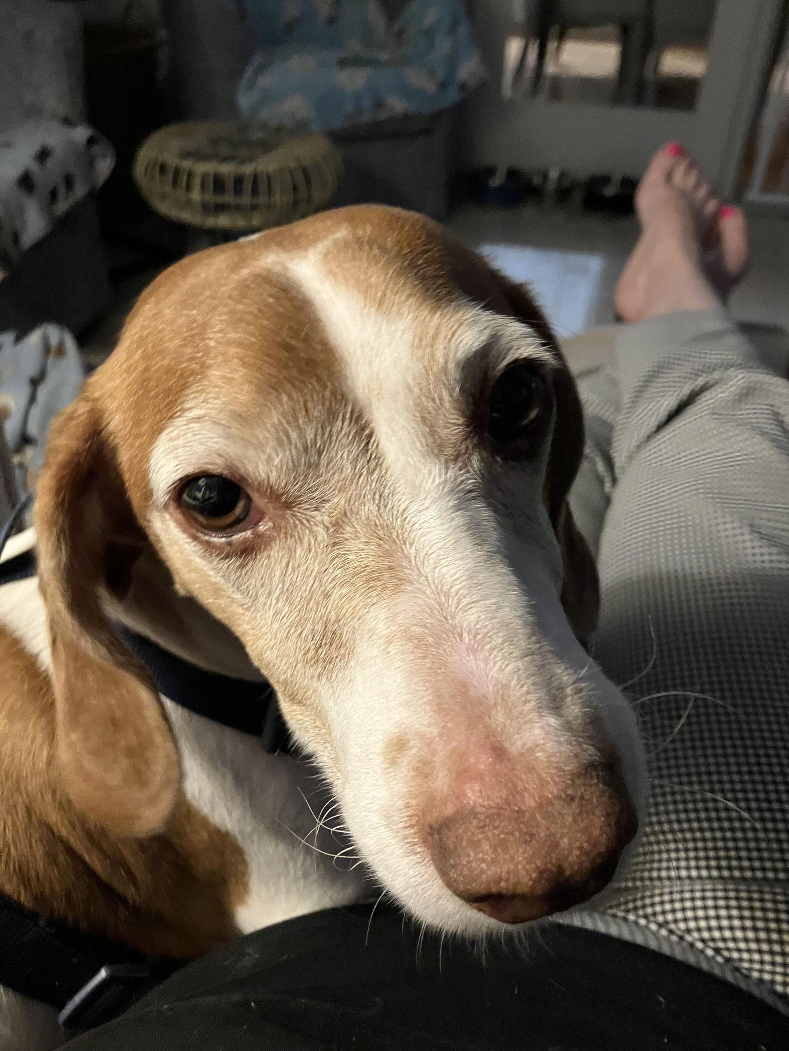 Hoss (Bonded with Little Joe), Adoptable, Adult Male Dachshund & Basset Hound.
