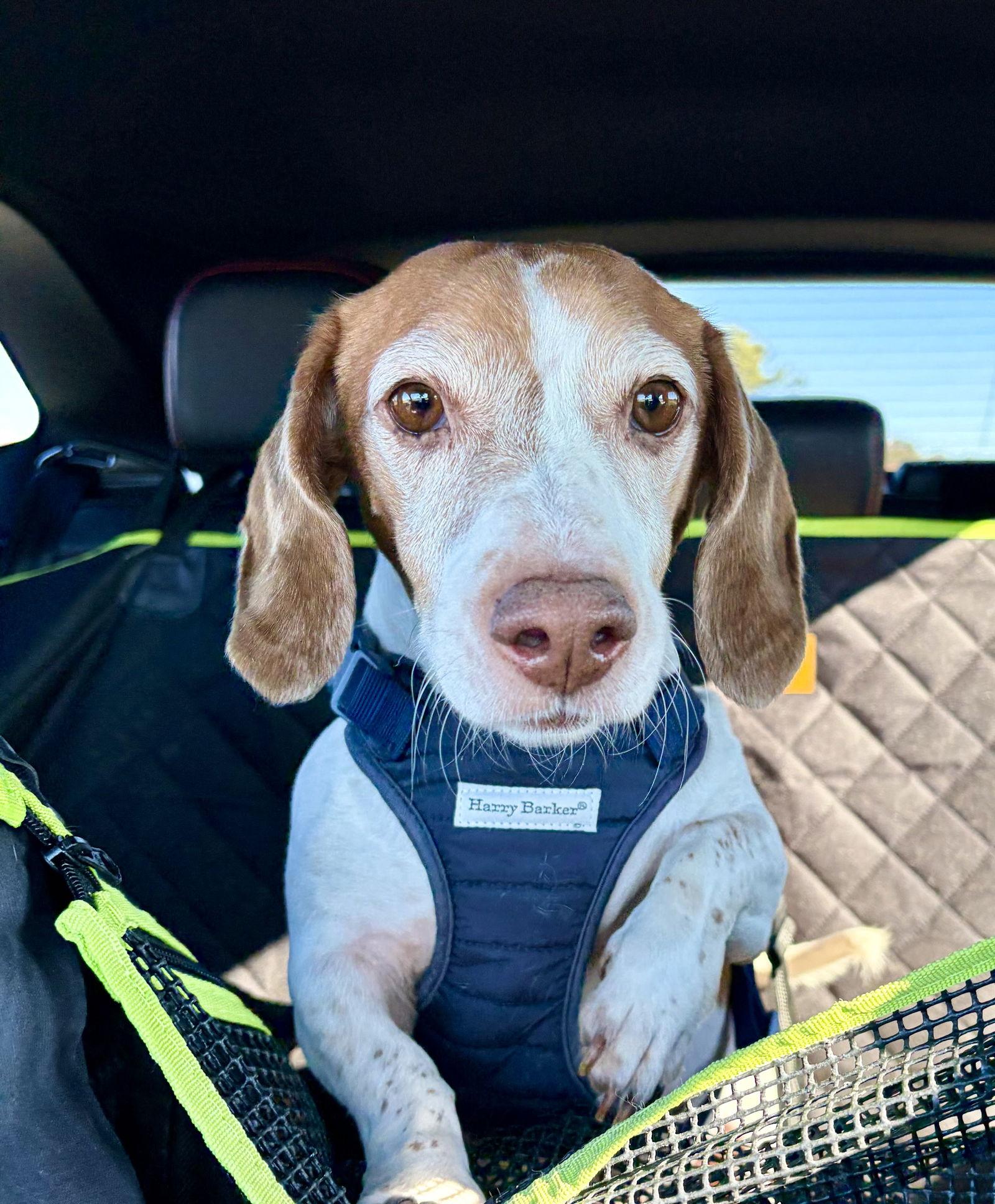 Enlarge Hoss (Bonded with Little Joe), a Adoptable mixed breed in West Columbia, SC image 3/3