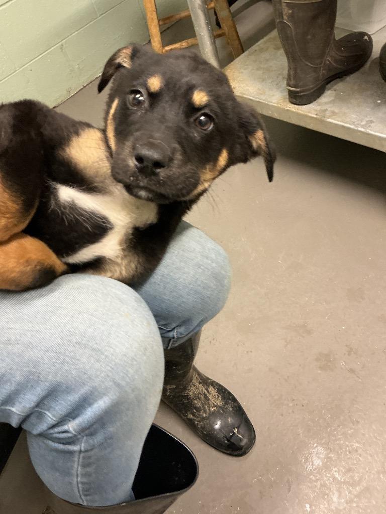 Bindi, Adoptable, Puppy Female Mixed Breed.