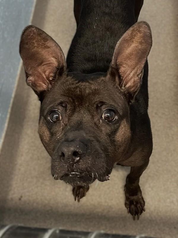 Dixie, Adoptable, Adult Female Pit Bull Terrier.