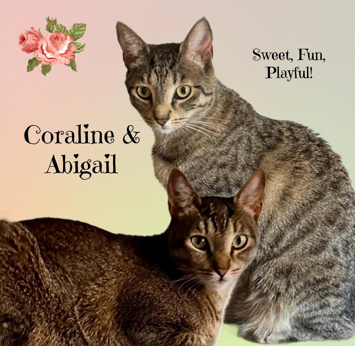 Enlarge ABIGAIL, a ADOPTABLE Tabby in Monrovia, CA image 4/5