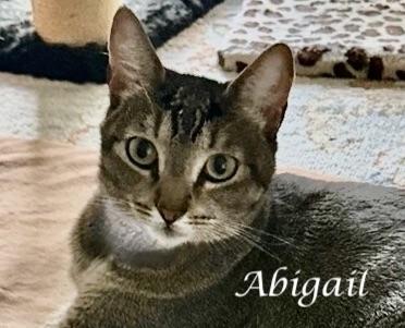 Enlarge ABIGAIL, a ADOPTABLE Tabby in Monrovia, CA image 2/5