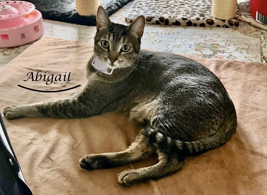 Enlarge ABIGAIL, a ADOPTABLE Tabby in Monrovia, CA image 5/5