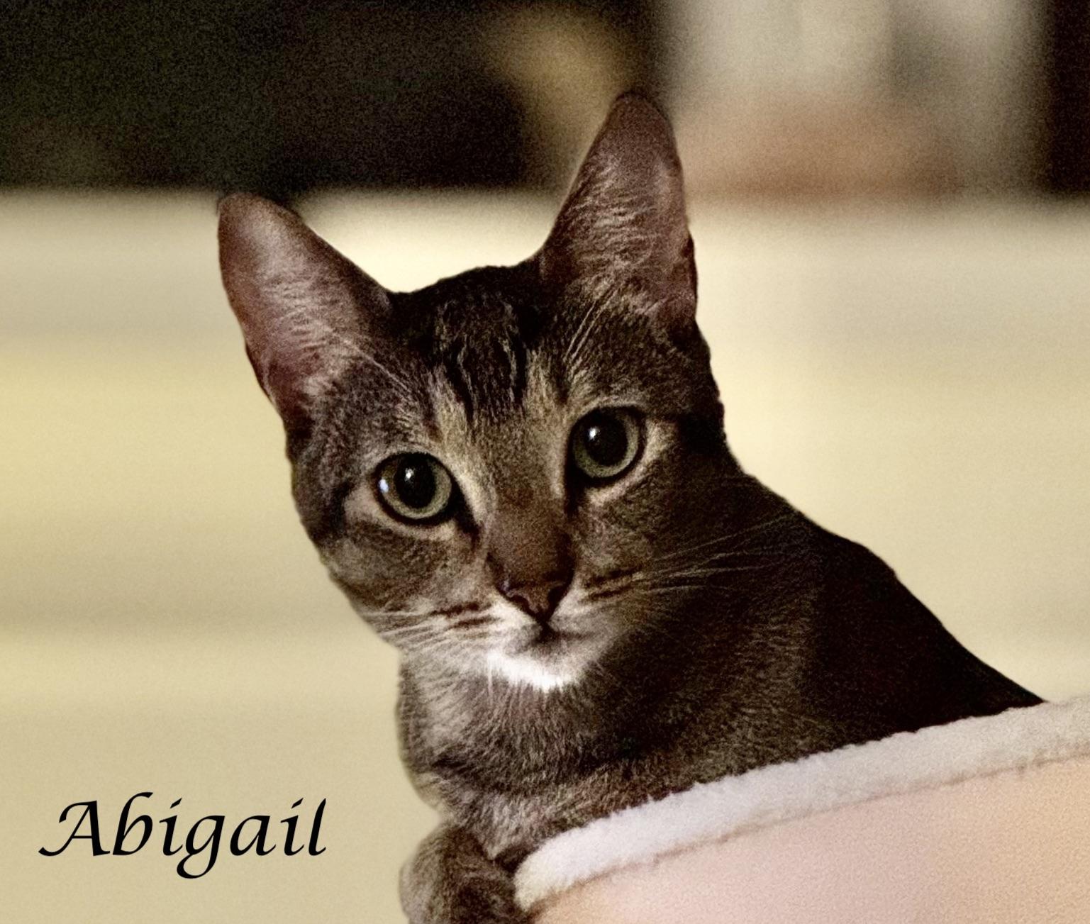ABIGAIL, ADOPTABLE, Young Female Tabby.