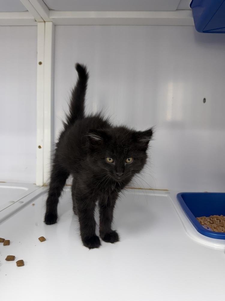 Nyx, Adoptable, Kitten Female Domestic Long Hair.