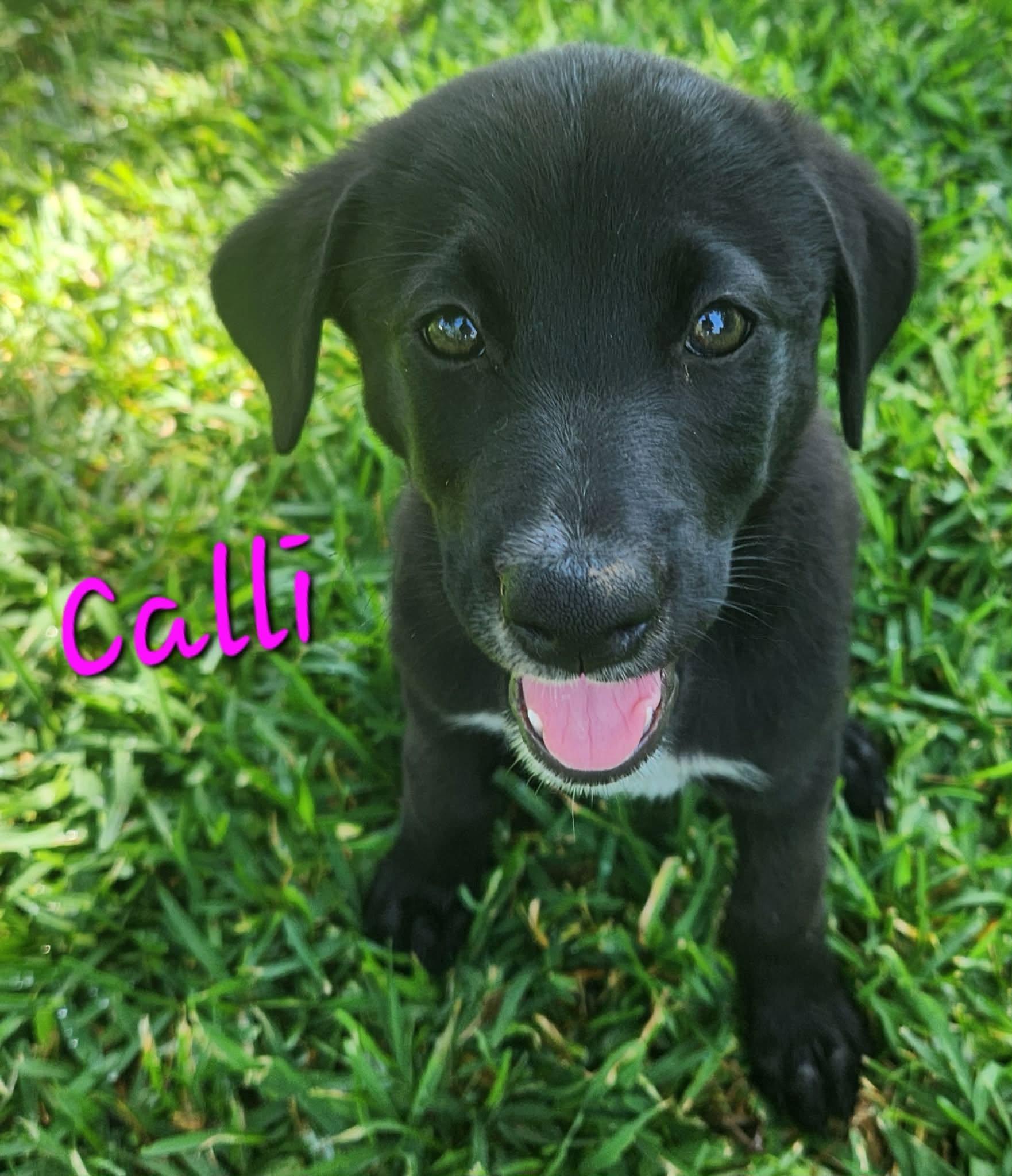 Calli, a Adoptable mixed breed in Columbia, MD image 2/2
