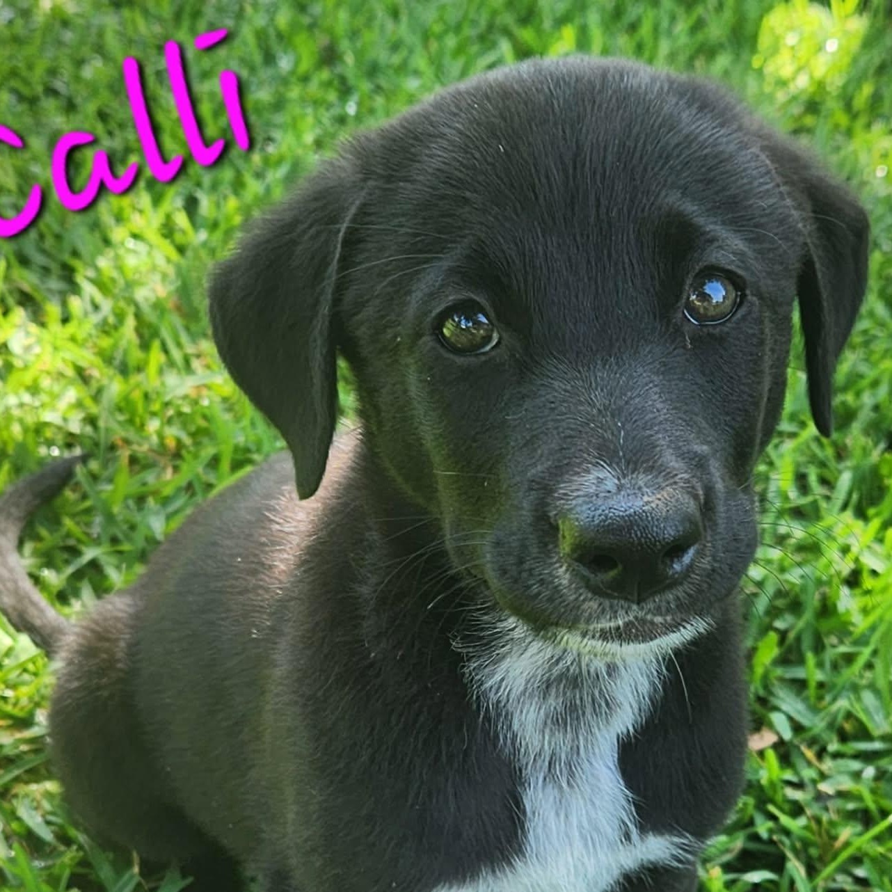 Calli, Adoptable, Puppy Female Black Labrador Retriever.