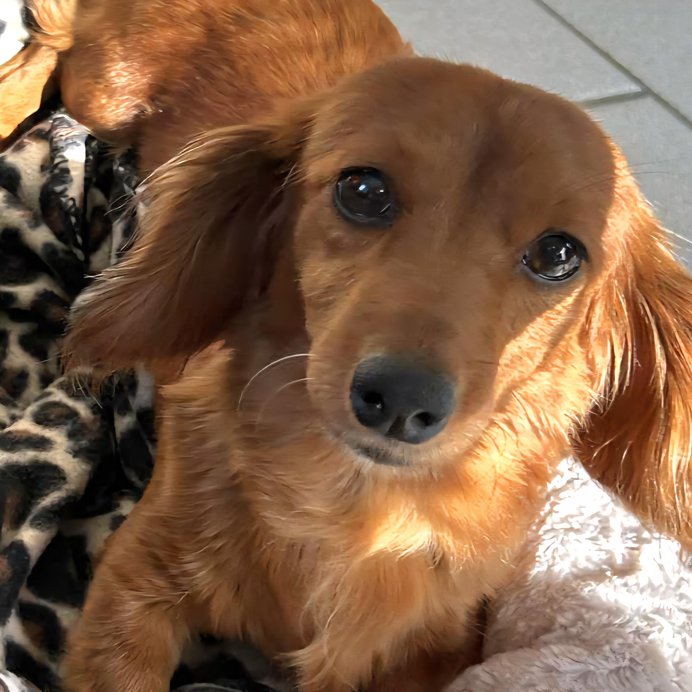 Rosie, an adoptable Dachshund in Omaha, NE, 68138 | Photo Image 1