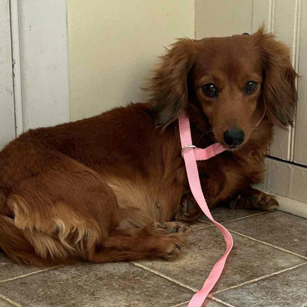 Rosie, an adoptable Dachshund in Omaha, NE, 68138 | Photo Image 2