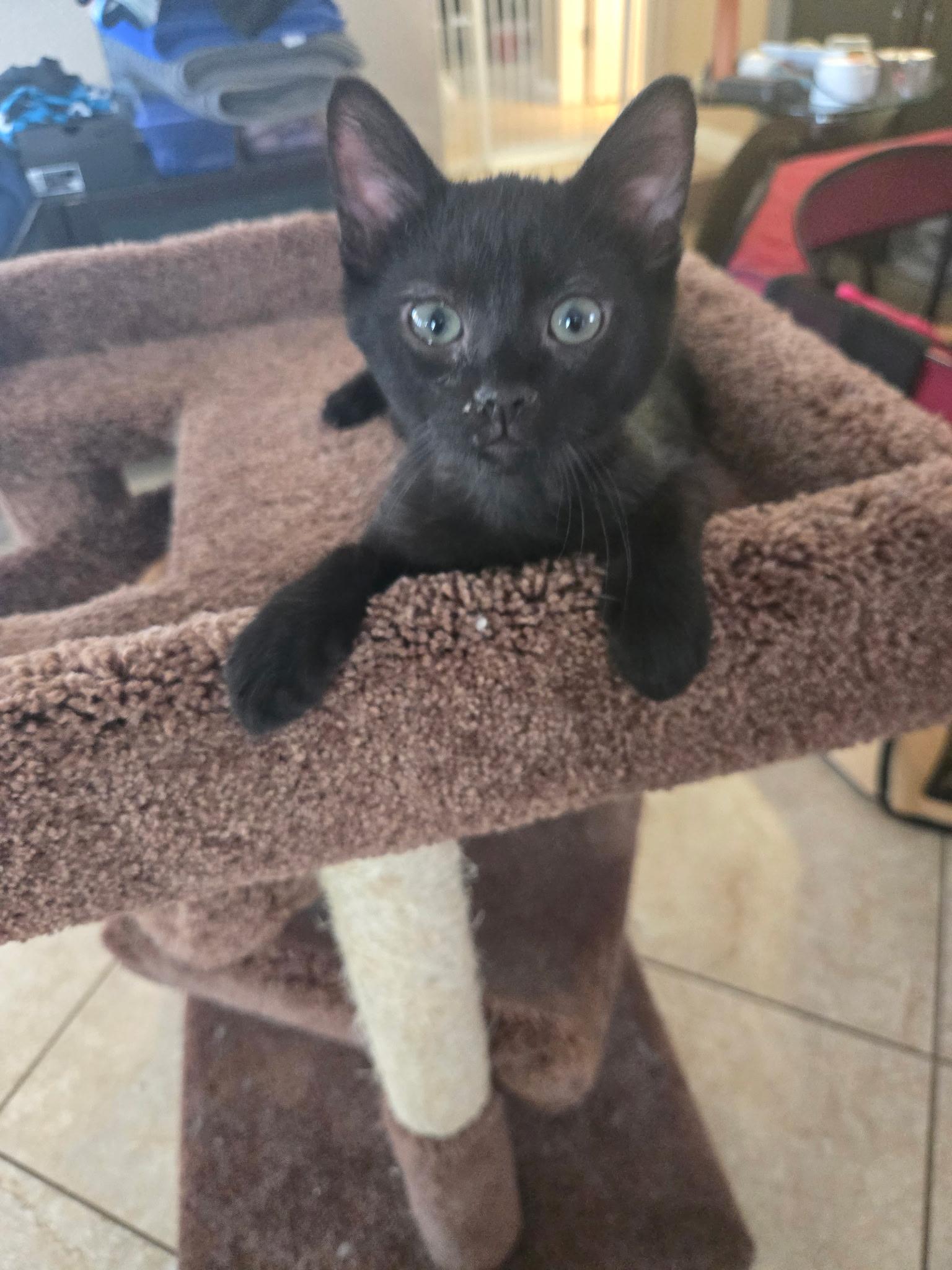 Benny, ADOPTABLE, Kitten Male Domestic Short Hair.