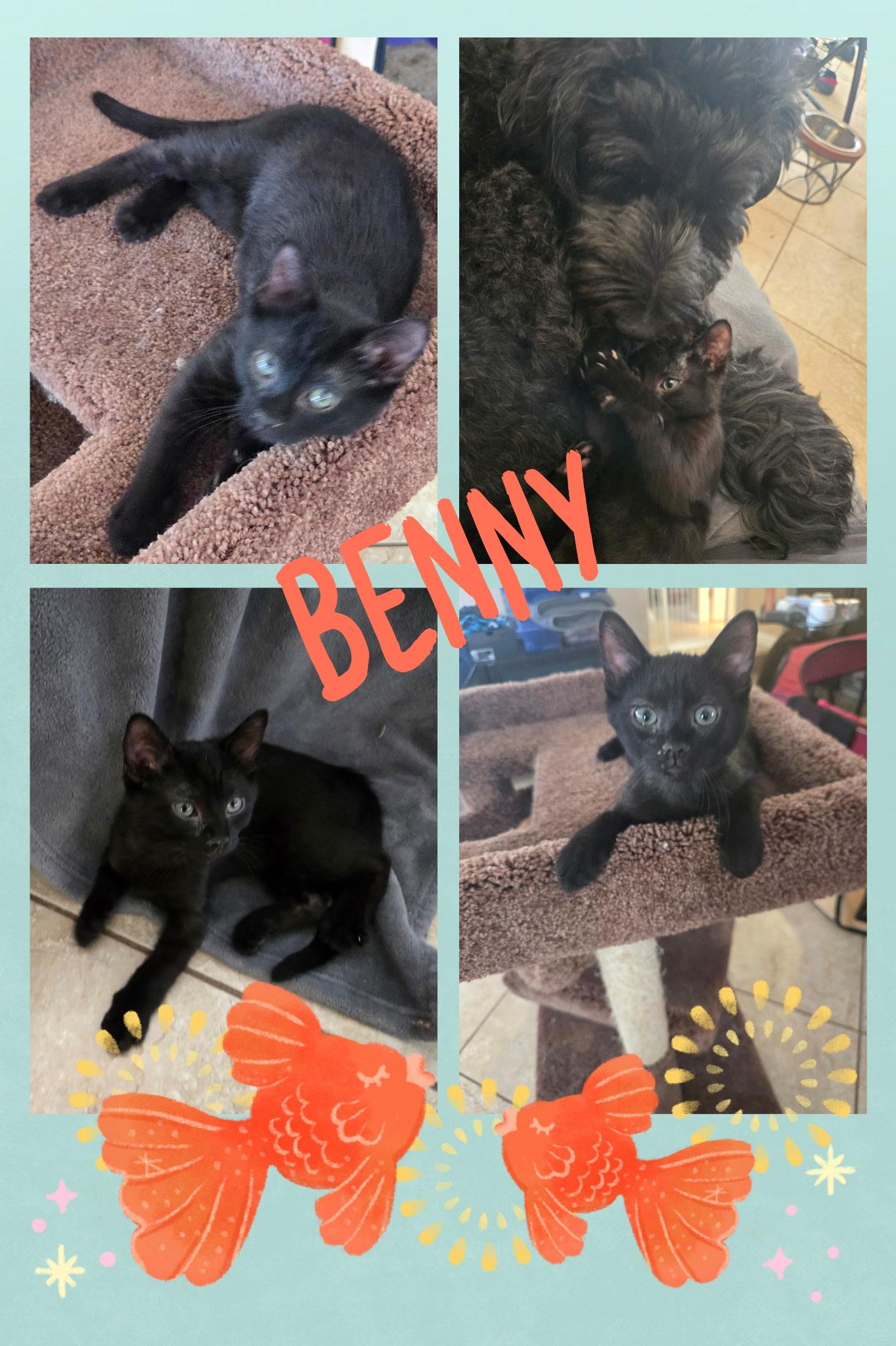 Benny, a ADOPTABLE Domestic Short Hair in Riverside, CA image 5/5
