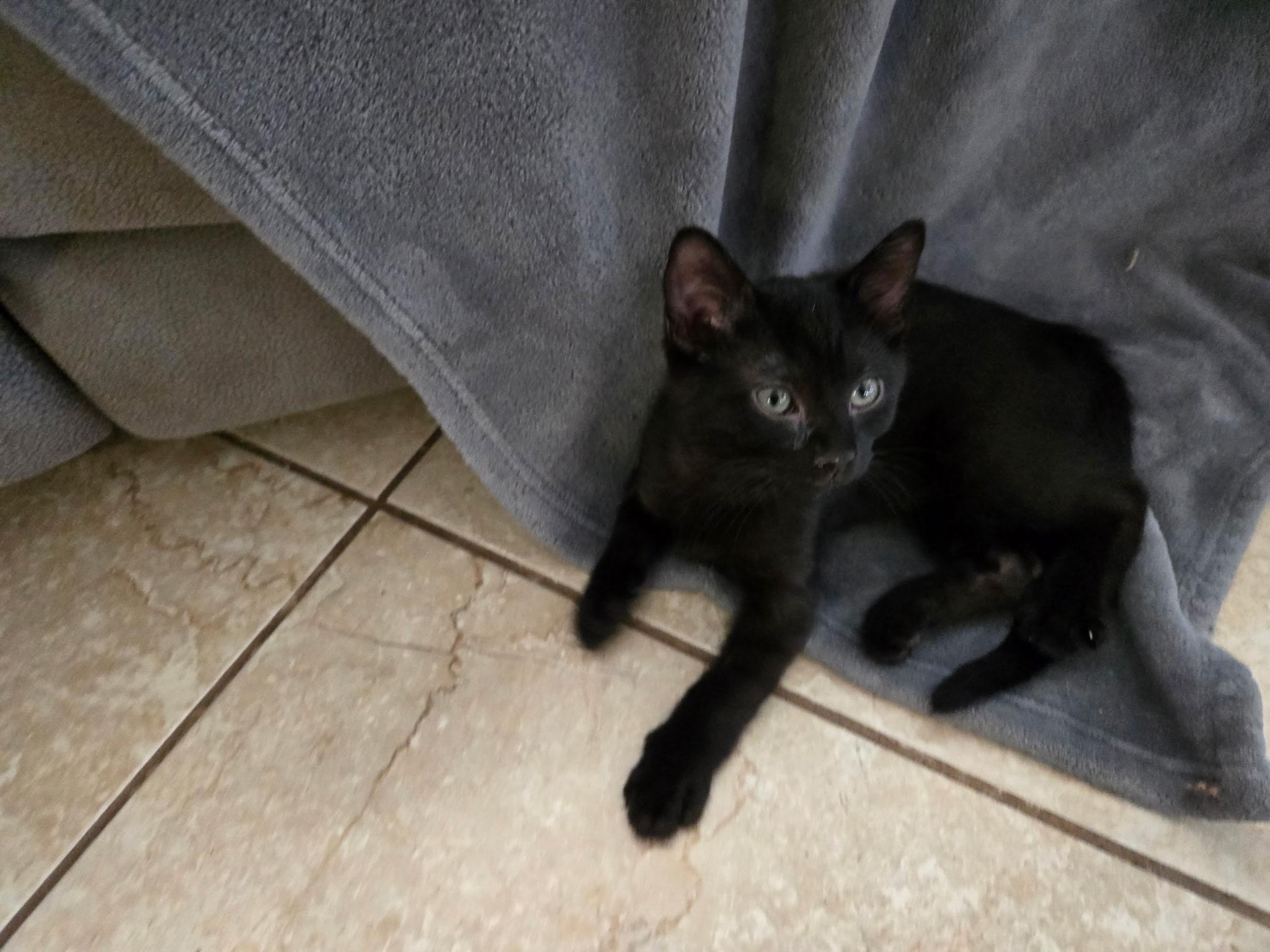 Benny, a ADOPTABLE Domestic Short Hair in Riverside, CA image 3/5