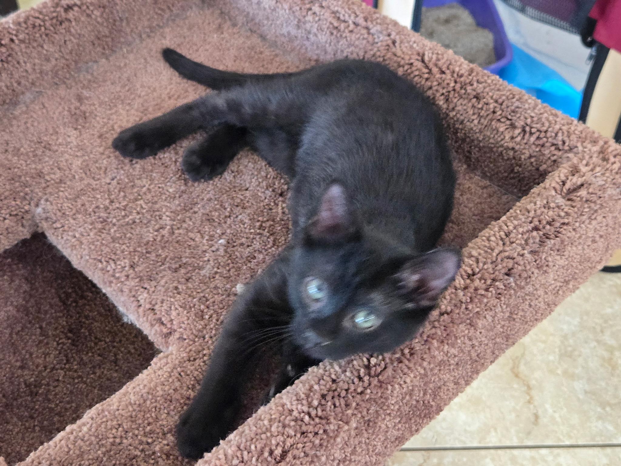 Benny, a ADOPTABLE Domestic Short Hair in Riverside, CA image 2/5