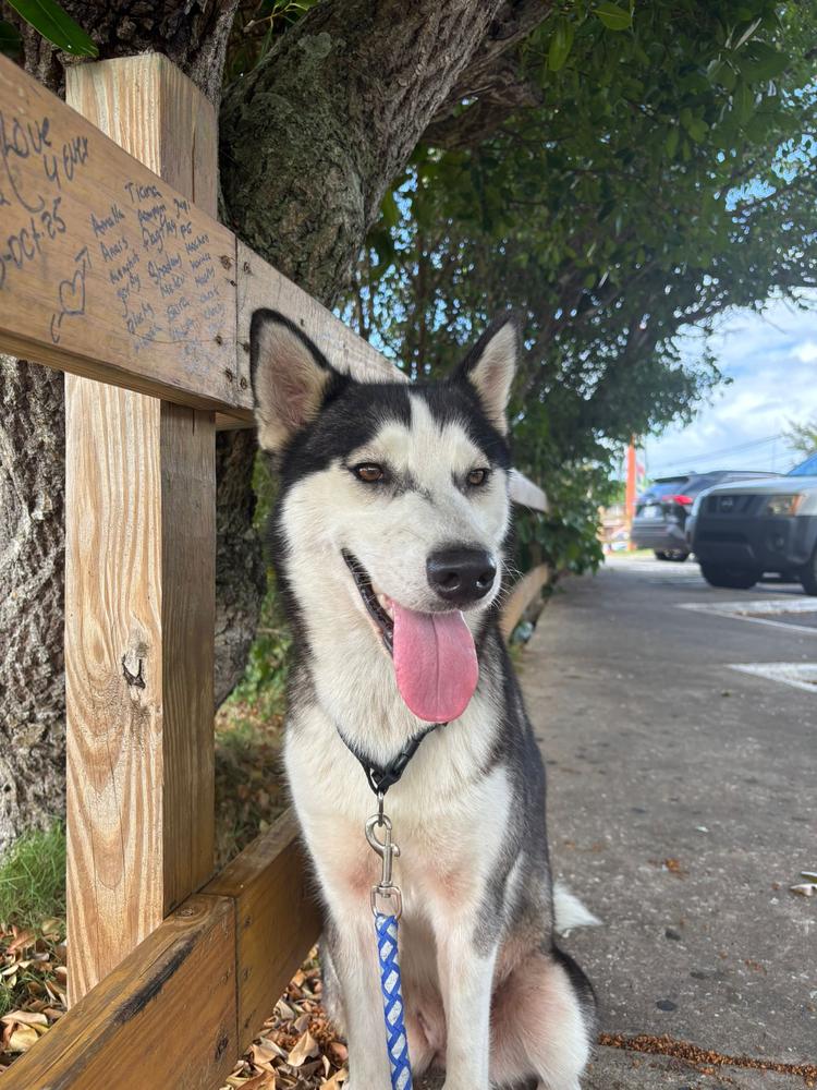 Paloma "Lola", Adopted, Adult Female Husky.