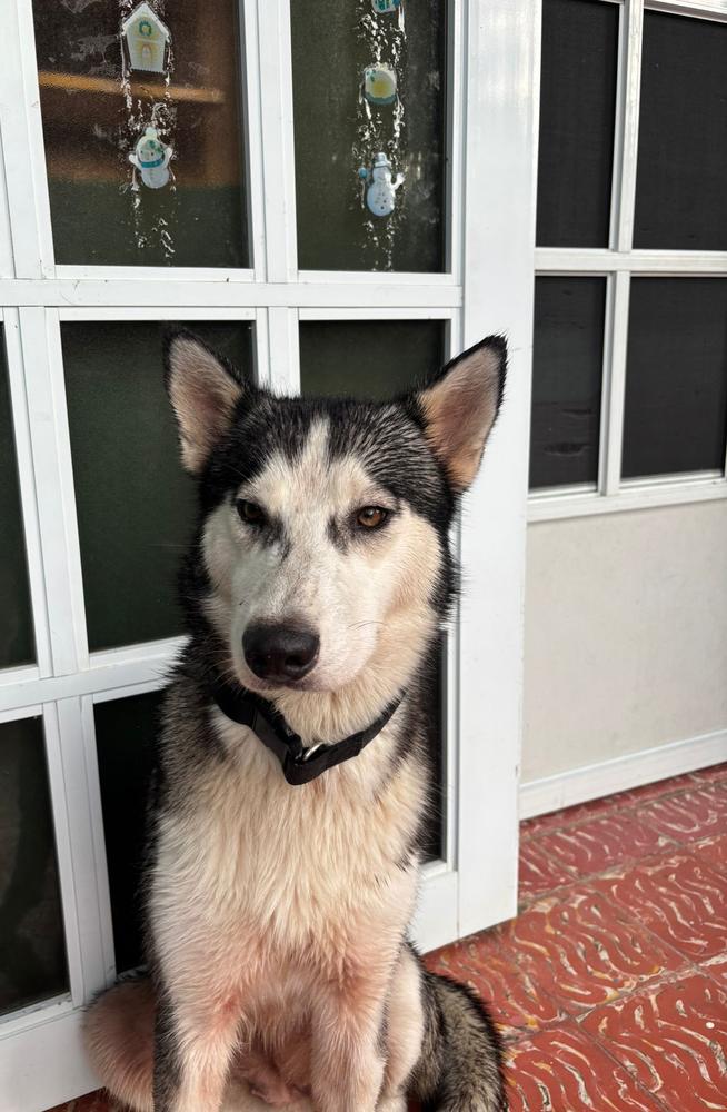 Enlarge Paloma "Lola", a Adopted Husky in Naranjito, PR image 2/4