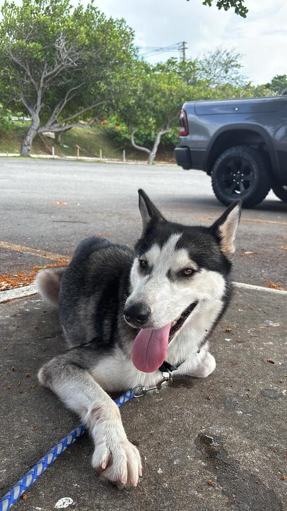 Enlarge Paloma "Lola", a Adopted Husky in Naranjito, PR image 3/4