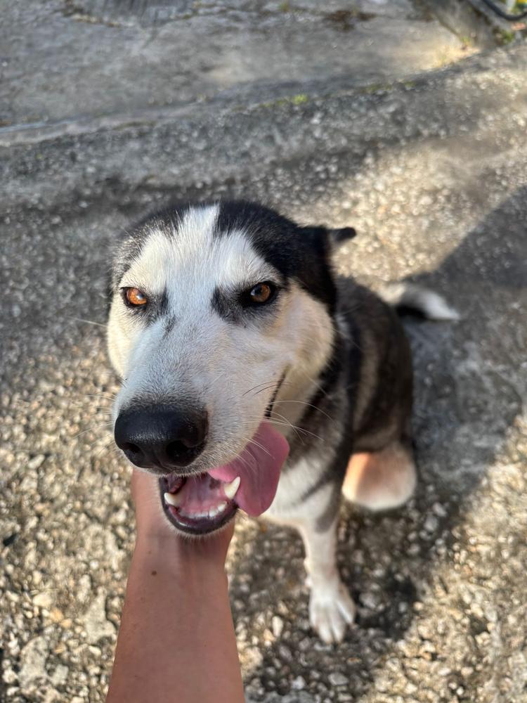 Enlarge Paloma "Lola", a Adopted Husky in Naranjito, PR image 4/4
