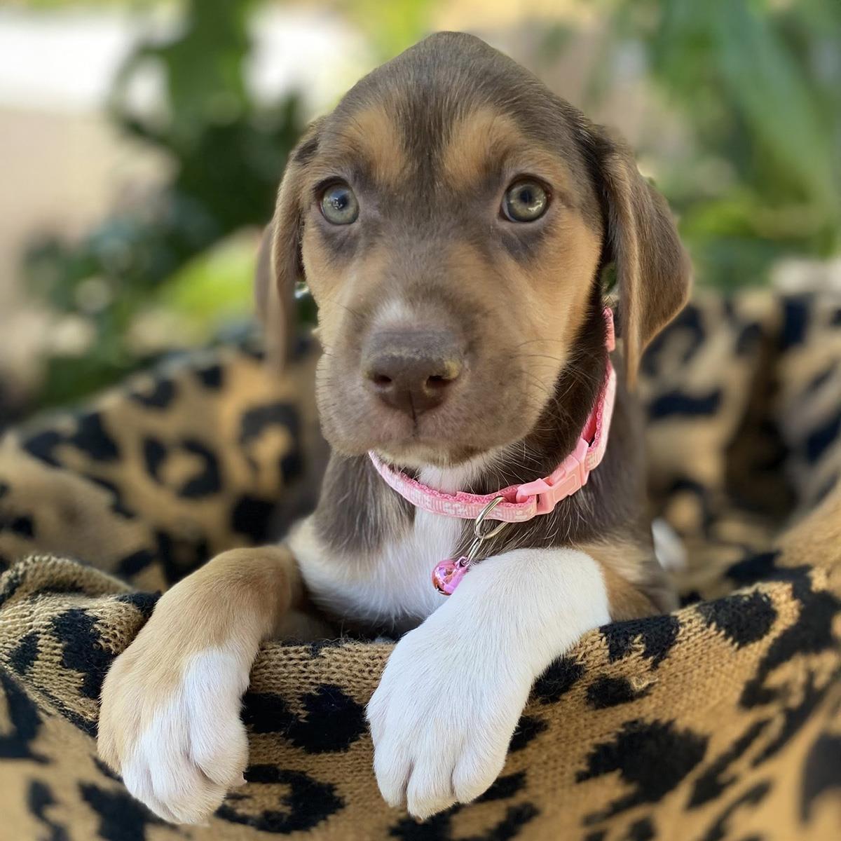 Africa Pup - Tunisia, Adoptable, Puppy Female Shepherd & Hound.