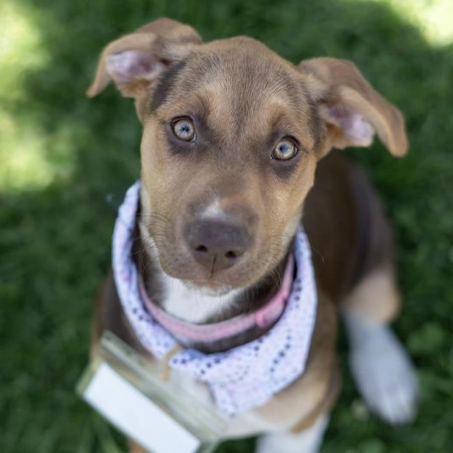 Enlarge Africa Pup - Tunisia, a Adoptable mixed breed in San Diego, CA image 2/3