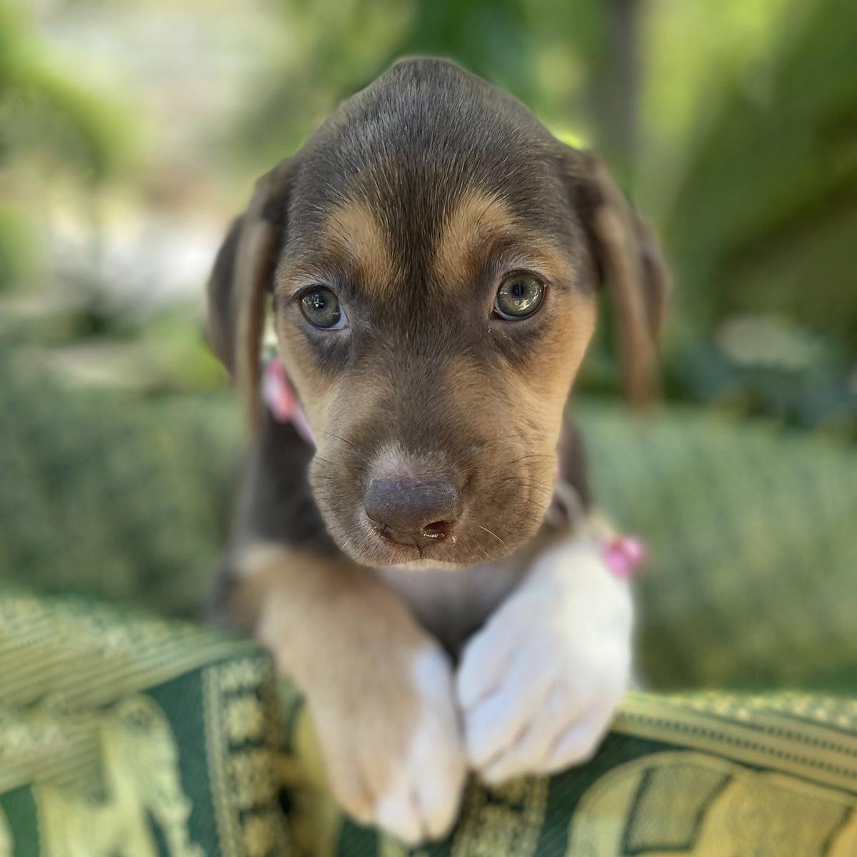 Enlarge Africa Pup - Tunisia, a Adoptable mixed breed in San Diego, CA image 3/3