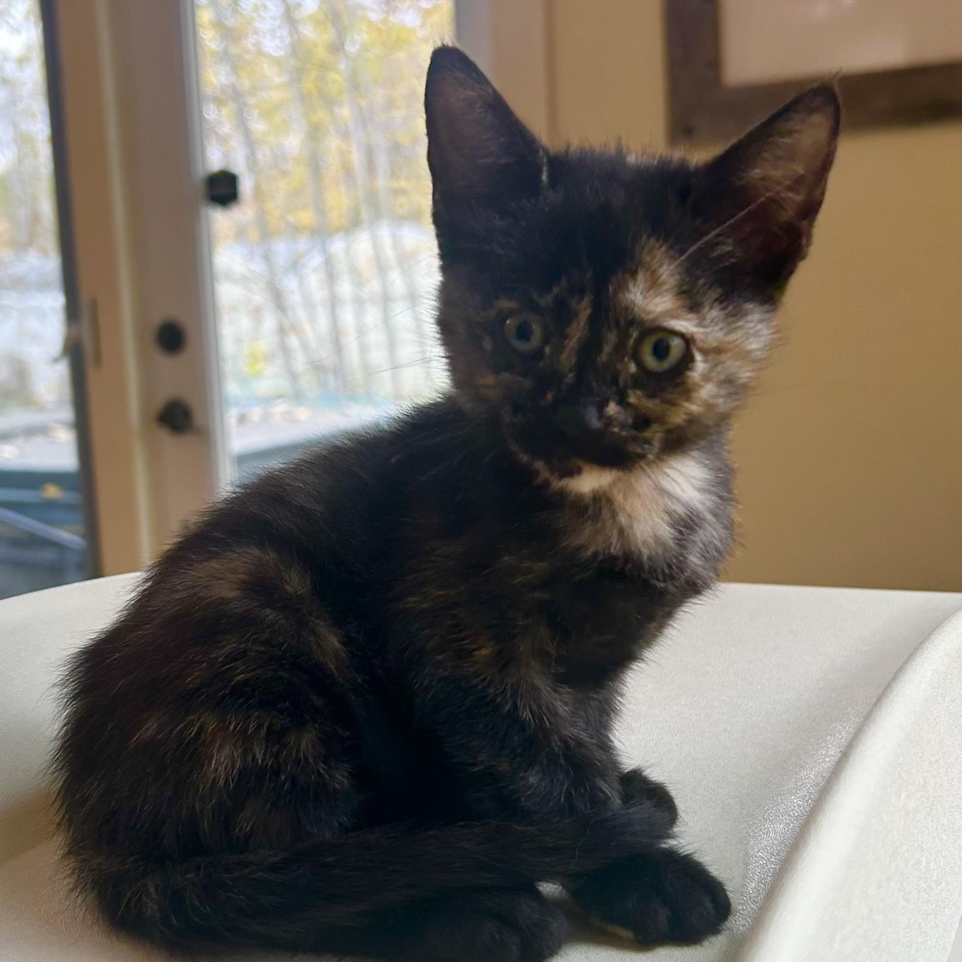 Enlarge Abby, a Adopted Domestic Short Hair in Sherwood Park, AB image 1/2