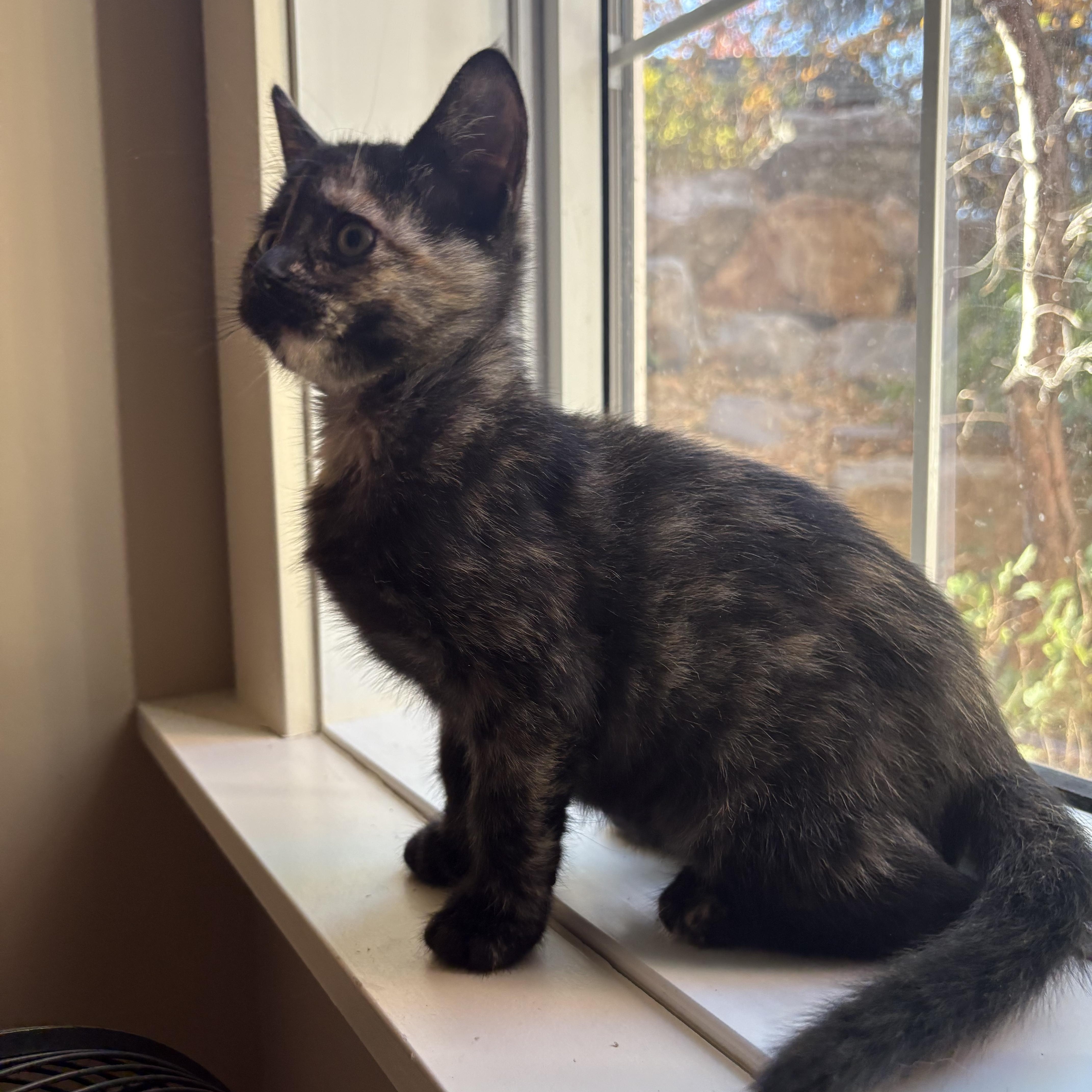 Enlarge Abby, a Adopted Domestic Short Hair in Sherwood Park, AB image 2/2