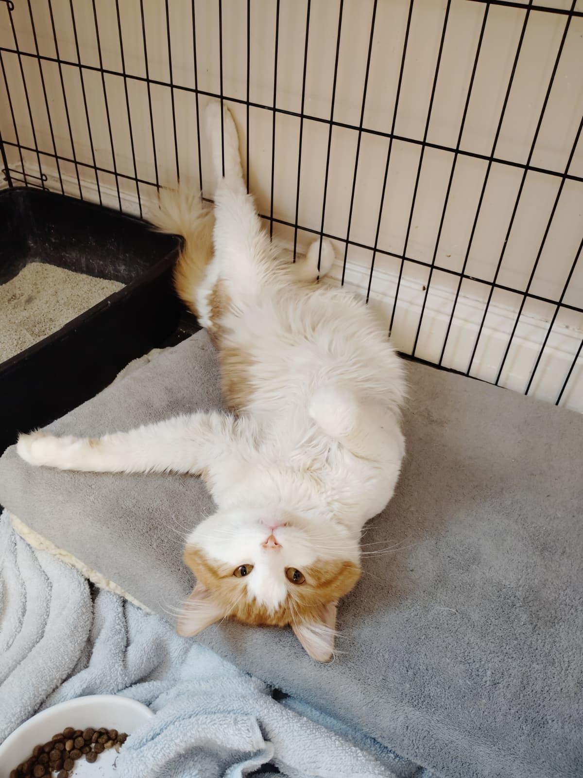 Enlarge Shelby, a Adoptable mixed breed in New Bedford, MA image 2/2