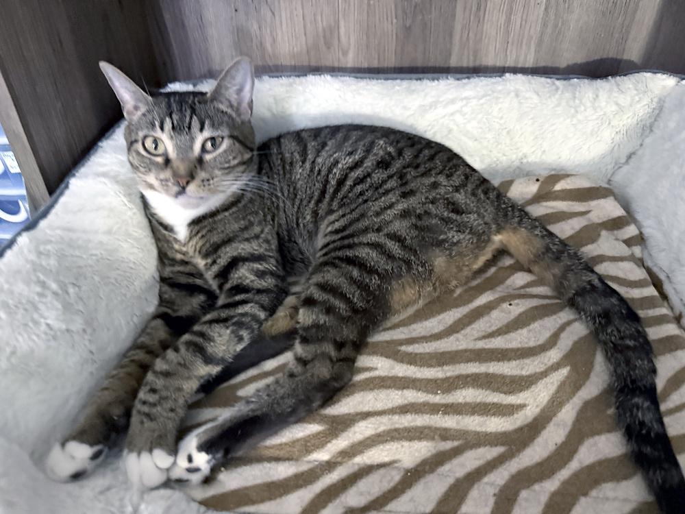 Mama Icelyn, Adoptable, Kitten Female Domestic Short Hair.
