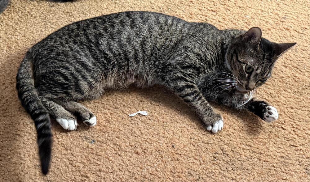 Mama Icelyn, a Adoptable Domestic Short Hair in Virginia Beach, VA image 2/4