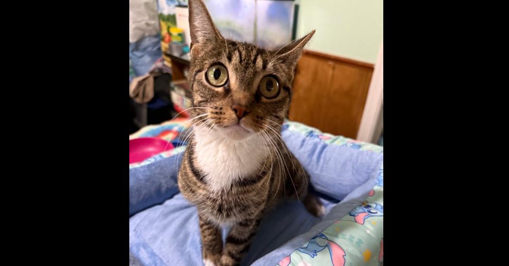 Mama Icelyn, a Adoptable Domestic Short Hair in Virginia Beach, VA image 3/4