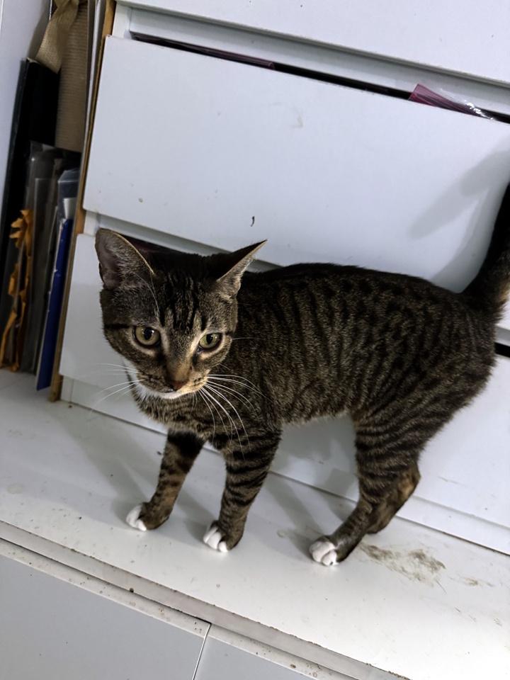 Mama Icelyn, a Adoptable Domestic Short Hair in Virginia Beach, VA image 4/4