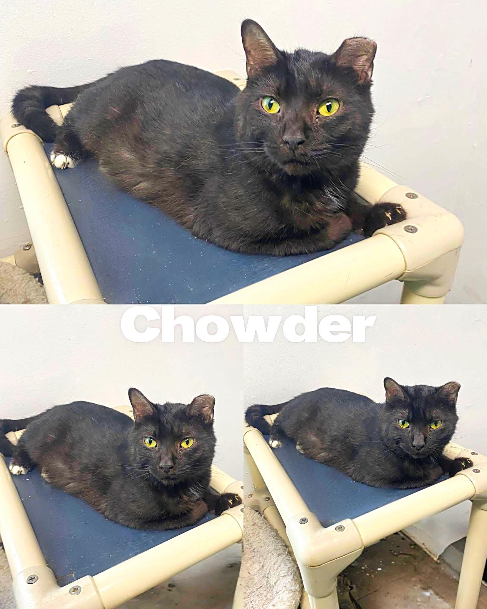 Enlarge Chowder, a Adoptable Domestic Short Hair in Saint James, MO image 1/4