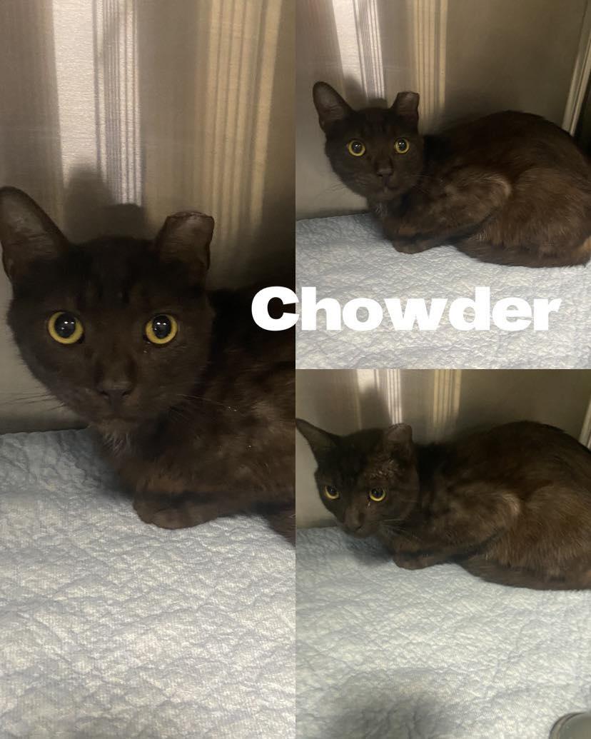 Chowder, a Adoptable Domestic Short Hair in Saint James, MO image 3/3