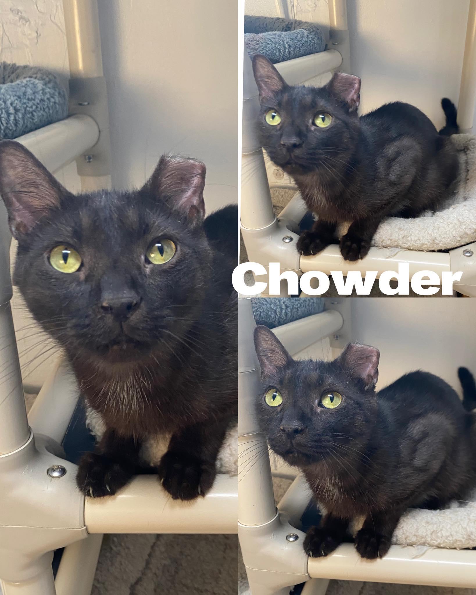 Chowder, a Adoptable Domestic Short Hair in Saint James, MO image 2/3